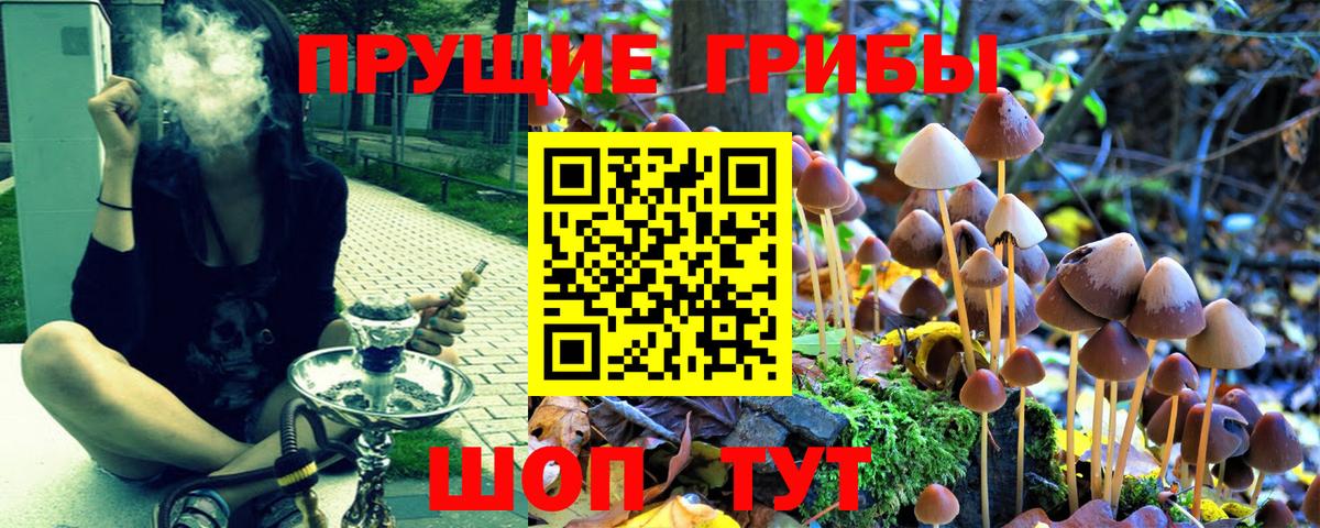 Прохладный  Псилоцибиновые грибы Psilocybine cubensis  купить наркотики цена  Вход с VPN 